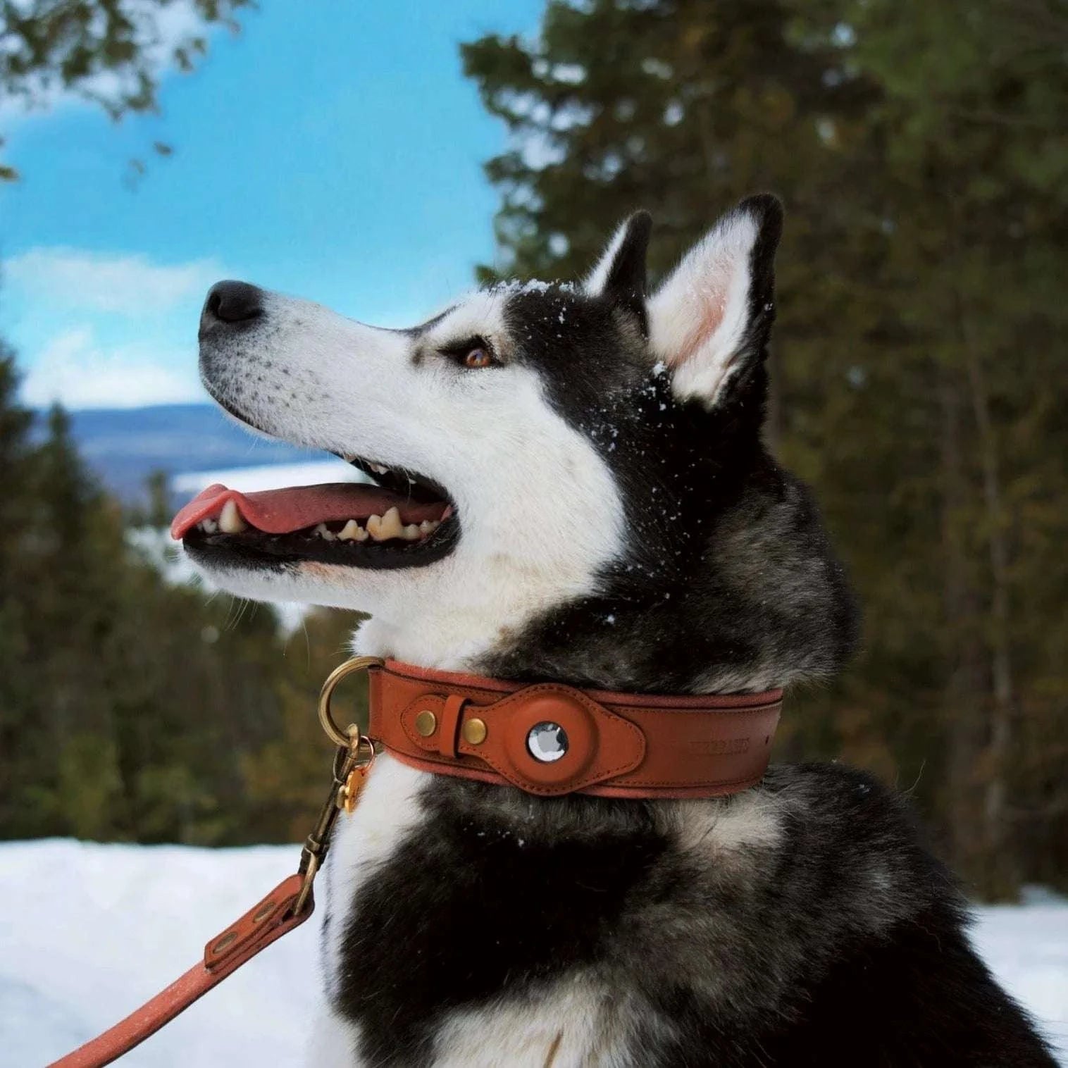 PetTrack™ AirTag Collar